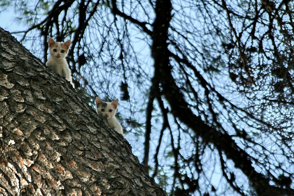 Katzen am Baum