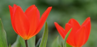Rote-Tulpen