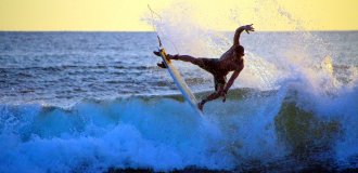 Surfer-Abenteuer
