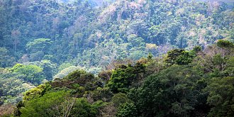 Wald Costa Rica Kunstdruck 