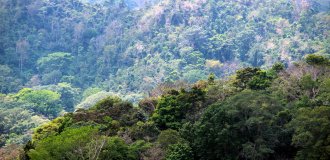 Wald-Costa-Rica