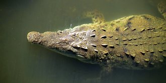 Aligatoren Gefahr Kunstdruck